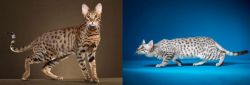 Savannah vs Egyptian Mau - Breed Comparison