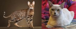 Savannah vs European Burmese - Breed Comparison