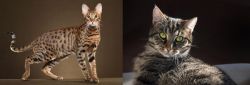 Savannah vs European Shorthair - Breed Comparison