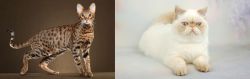 Savannah vs Exotic Shorthair - Breed Comparison