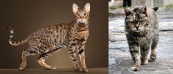 Savannah vs Farm Cat - Breed Comparison