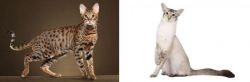 Savannah vs Javanese - Breed Comparison