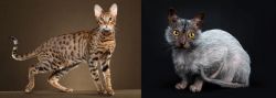 Savannah vs Lykoi - Breed Comparison