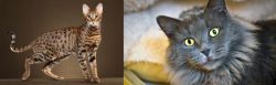 Savannah vs Nebelung - Breed Comparison