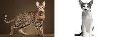 Savannah vs Oriental Bicolour - Breed Comparison