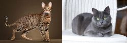 Savannah vs Russian Blue - Breed Comparison