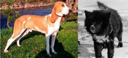 Schweizer Laufhund vs Sakhalin Husky - Breed Comparison