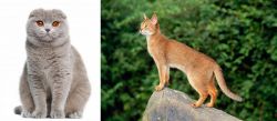 Scottish Fold vs Abyssinian - Breed Comparison