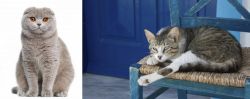 Scottish Fold vs Aegean - Breed Comparison