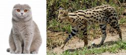 Scottish Fold vs African Serval - Breed Comparison