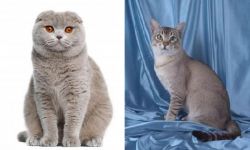 Scottish Fold vs American Keuda - Breed Comparison