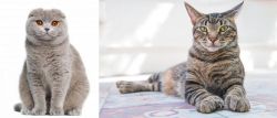 Scottish Fold vs American Polydactyl - Breed Comparison