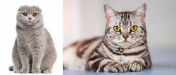 Scottish Fold vs American Shorthair - Breed Comparison