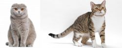 Scottish Fold vs American Wirehair - Breed Comparison