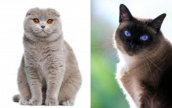 Scottish Fold vs Applehead Siamese - Breed Comparison