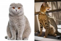 Scottish Fold vs Ashera - Breed Comparison