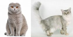 Scottish Fold vs Asian Semi-Longhair - Breed Comparison
