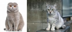 Scottish Fold vs Australian Mist - Breed Comparison