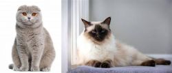 Scottish Fold vs Balinese - Breed Comparison