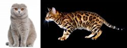 Scottish Fold vs Bengal - Breed Comparison