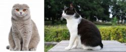 Scottish Fold vs Bicolor - Breed Comparison