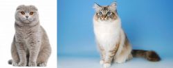 Scottish Fold vs Birman - Breed Comparison
