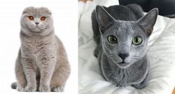 Scottish Fold vs Blue Russian - Breed Comparison