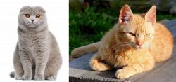Scottish Fold vs Brazilian Shorthair - Breed Comparison