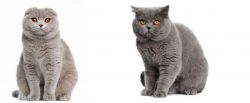 Scottish Fold vs British Shorthair - Breed Comparison