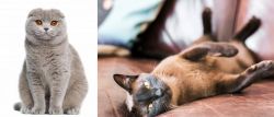 Scottish Fold vs Burmese - Breed Comparison