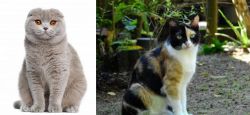Scottish Fold vs Calico - Breed Comparison
