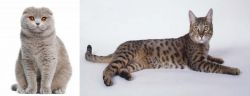Scottish Fold vs California Spangled Cat - Breed Comparison