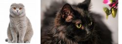 Scottish Fold vs Chantilly/Tiffany - Breed Comparison