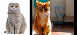 Scottish Fold vs Chausie - Breed Comparison
