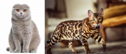 Scottish Fold vs Cheetoh - Breed Comparison