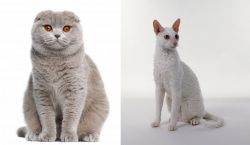 Scottish Fold vs Cornish Rex - Breed Comparison