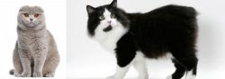 Scottish Fold vs Cymric - Breed Comparison