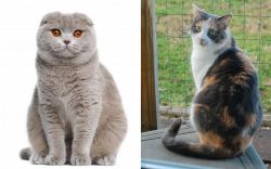 Scottish Fold vs Dilute Calico - Breed Comparison