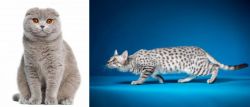 Scottish Fold vs Egyptian Mau - Breed Comparison