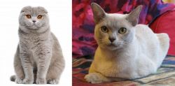 Scottish Fold vs European Burmese - Breed Comparison