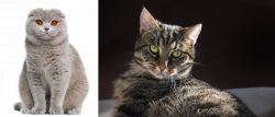 Scottish Fold vs European Shorthair - Breed Comparison
