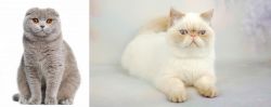 Scottish Fold vs Exotic Shorthair - Breed Comparison