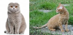 Scottish Fold vs German Rex - Breed Comparison