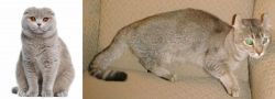 Scottish Fold vs Jaguarundi Curl - Breed Comparison