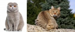 Scottish Fold vs Jungle-Bob - Breed Comparison