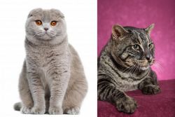 Scottish Fold vs Machbagral - Breed Comparison