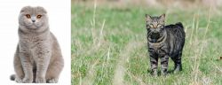Scottish Fold vs Manx - Breed Comparison