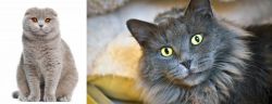 Scottish Fold vs Nebelung - Breed Comparison