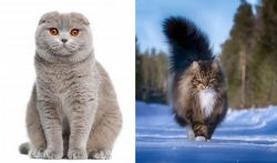 Scottish Fold vs Norwegian Forest Cat - Breed Comparison