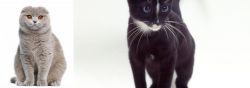 Scottish Fold vs Ojos Azules - Breed Comparison
